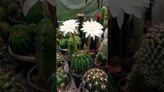 cactus echinopsis [upl. by Ahsenrac]