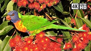 Rainbow Lorikeet Sounds  Colorful Cute and LOUD [upl. by Arbmahs185]