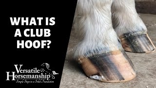 WHAT IS A CLUB HOOF  Versatile Horsemanship [upl. by Aidyn]