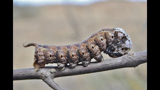 Deathshead Hawk moth caterpillar  Acherontia atropos  Cyprus [upl. by Gnat633]