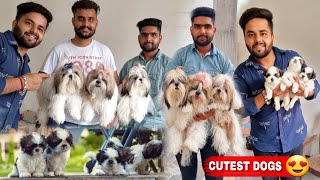 They Have Best Quality Shihtzu Dogs Ever  😍CUTEST DOG IN THE WORLD [upl. by Sheila]