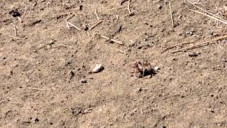 Tarantula Hawk Drags Tarantula Into Hole [upl. by Iggep223]