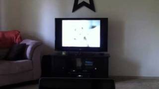 Puppy watching ASPCA Commercial [upl. by Ynahteb]