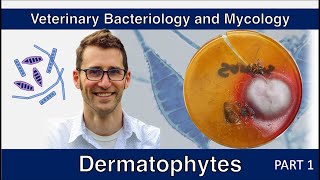 Dermatophytes Part 1  Veterinary Bacteriology and Mycology [upl. by Ayel]