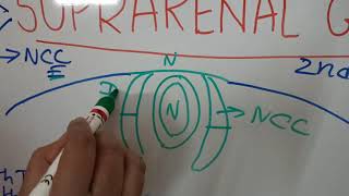 DEVELOPMENT OF SUPRARENAL GLAND [upl. by Adelheid472]