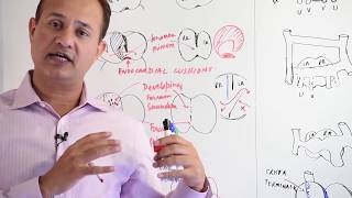 Atrial Development  Embryology [upl. by Fremont]