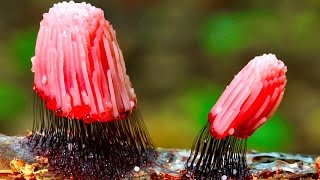 11 Strange Fungi Explained [upl. by Ahsatam]