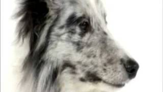 Dogs101 shetland Sheepdog [upl. by Attenal981]