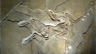 Archaeopteryx The World’s Most Famous Bird [upl. by Sherburne]