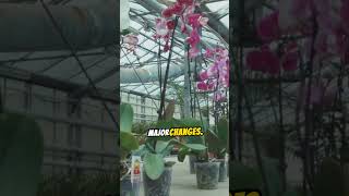 When to repot orchids plantingtips shorts [upl. by Ayikahs]