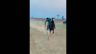 Nazabazi with Mubashar Tiwana beautifulhorses pakistan horse [upl. by Ailefo]