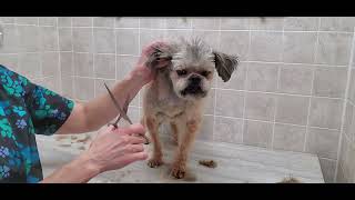 Affenpinscher full groom relaxed dog 5 blade dog grooming without restraints [upl. by Ignatia]