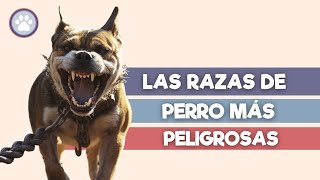 ¡CUIDADO Estos Perros NO son para PRINCIPIANTES⚠️ [upl. by Nirrej]