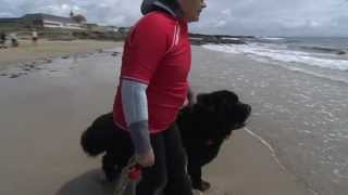 QUIBERON  🧲 🆘 Droles de chiens sauveteurs en mer  TV Quiberon 247 [upl. by Assenahs]