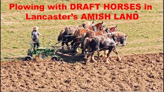 DRAFT HORSES Mid Winter Plowing in Lancasters AMISH LAND to Control Weeds and Harmful Pests [upl. by Buell]