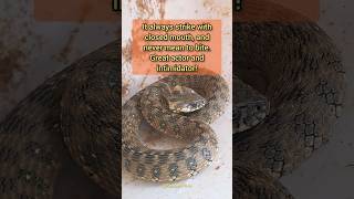 Viperine Water Snake Natrix Maura Culebra Viperina Andalucia Spain España reptiles snakes [upl. by Ativoj617]