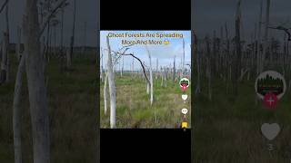 Ghost Forests Are Spreading More And More 😰 interesting [upl. by Eiramanig871]