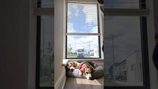 Beagle Dogs React to Human Taking Over Their Job [upl. by Einittirb]