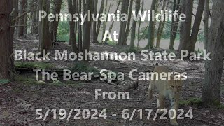 Pennsylvania Wildlife at Black Moshannon State Park The BearSpa Cameras from 5192024  6172024 [upl. by Acceb]