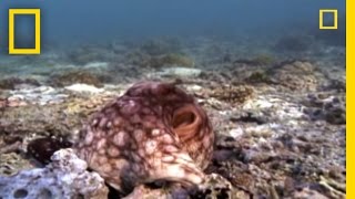 Amazing Octopus Color Transformation  National Geographic [upl. by Nitnilc]