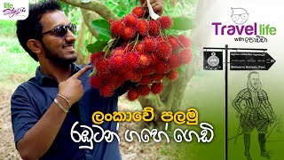 Malwana Rambutan Fruitමල්වාන රඹුටන් Travel Life with Podda [upl. by Vassaux790]