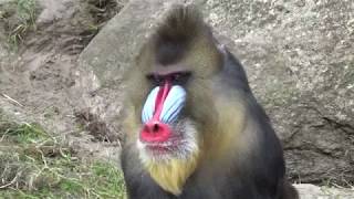 Mandrill Monkeys  Courtship and Mating  Mandrillus sphinx  Monkeys Full HD Video [upl. by Talbert]