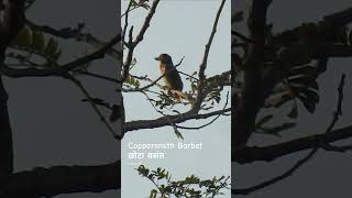 Coppersmith Barbet Call  Coppersmith Barbet Sound [upl. by Asirrac]