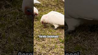 Stunning Corella Cockatoo Sounds  Going Crazy for Grass Roots [upl. by Neneek]