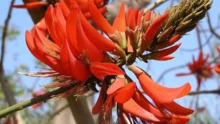 How to grow Erythrina Indica Indian Coral tree [upl. by Marylin707]