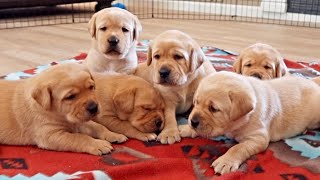 Labrador Puppies Find Their Bark [upl. by Yblocaj]