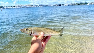 Whiting Catch n Cook  How To Catch Gold Coast Bream [upl. by Standley]