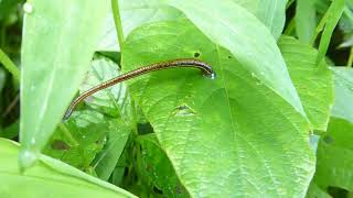 Leech unknown Hirudinea indet Pulchowki Kathmandu Nepal 4 Sept 2024 [upl. by Enelehs291]