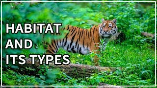 Habitat  Types of habitat  Animal Videos for Kids  eLearn K12 [upl. by Einiar553]