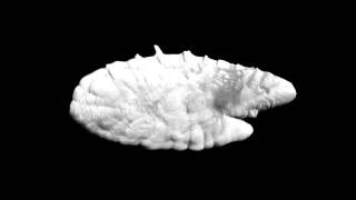 MicroCT scan of a fish otolith [upl. by Ahsieyt143]