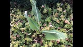 Bananier nain chinois ou Lotus d’or Musella lasiocarpa Une touche exotique dans le jardin [upl. by Tabitha]