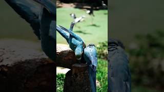 Macaw Sounds 1 [upl. by Fuller547]