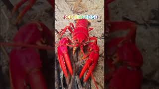 crayfishfishfishtankaquariumpetsaquariumfishkeepershrimpswildlifeaquariumpetspets [upl. by Samaj171]