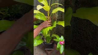 HELPING PHILODENDRON PLANT🙂🙂  GARDEN trending youtubeshorts [upl. by Linneman23]