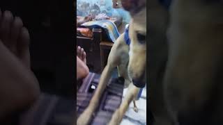 soffy doglover comedy funny pets cherry [upl. by Phillie84]