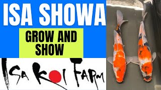 ISA SHOWA  GROW AND SHOW  koi pond [upl. by Ahsenat]