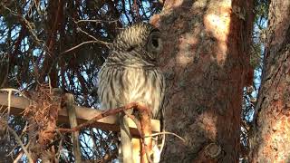 Owl Attacks Hawk [upl. by Garcon192]