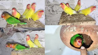 Green Fisher mix colony video  🥰   luttino parsnata  🥰  birds lovebirds 🥰  comman luttino [upl. by Trebron]