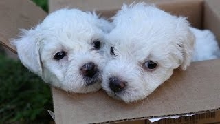 Bichon Frise Puppies In A Box [upl. by Clevie627]