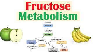 Fructose Metabolism Absorption Fructolysis Regulation and Role in Obesity [upl. by Yrelle]