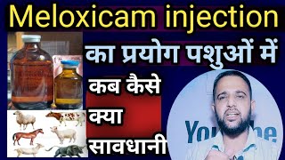 Meloxicam injection के बारे में संपूर्ण जानकारी कब कैसे क्या सावधानीVetinjection [upl. by Merritt569]