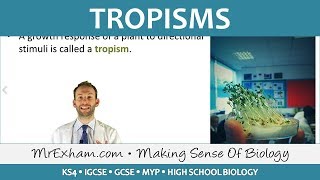 Coordination and Response  Plants  Tropisms  GCSE Biology 91 [upl. by Ixela509]