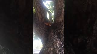 Squirrel Enjoys Pizza Slice From a Tree [upl. by Natsud]