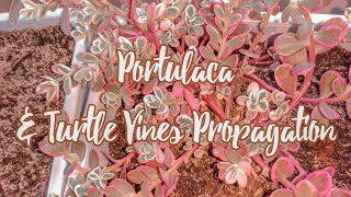 How To Propagate Portulaca Tricolor Variegated Portulaca amp Turtle Vines from Cuttings  Care Tips☘️ [upl. by Ellivnarg]