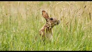 European Rabbit or Common Rabbit Oryctolagus cuniculus  Wildkaninchen 5 [upl. by Meenen]