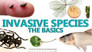 Invasive Species The Basics [upl. by Enelyad]